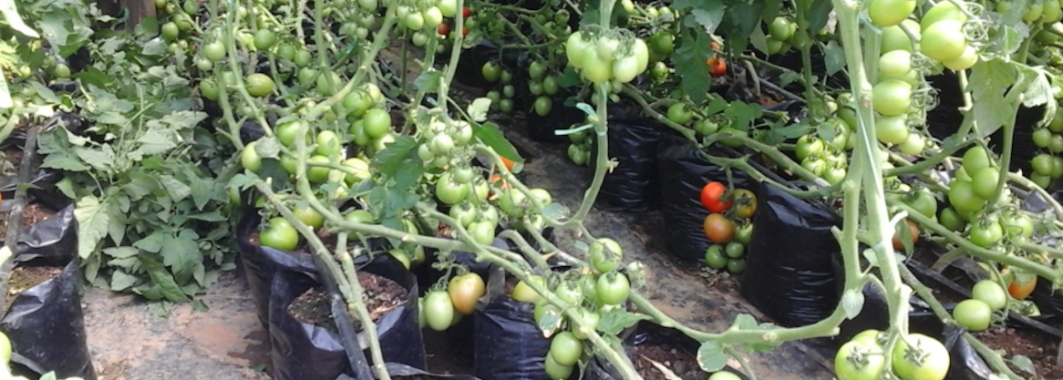 Green house tomato farming in Sauri cluster, Kenya